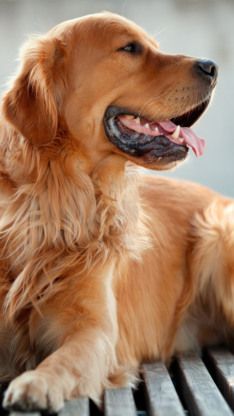 Free download Download Golden Retriever Dog Free Pure 4k Ultra Hd ...