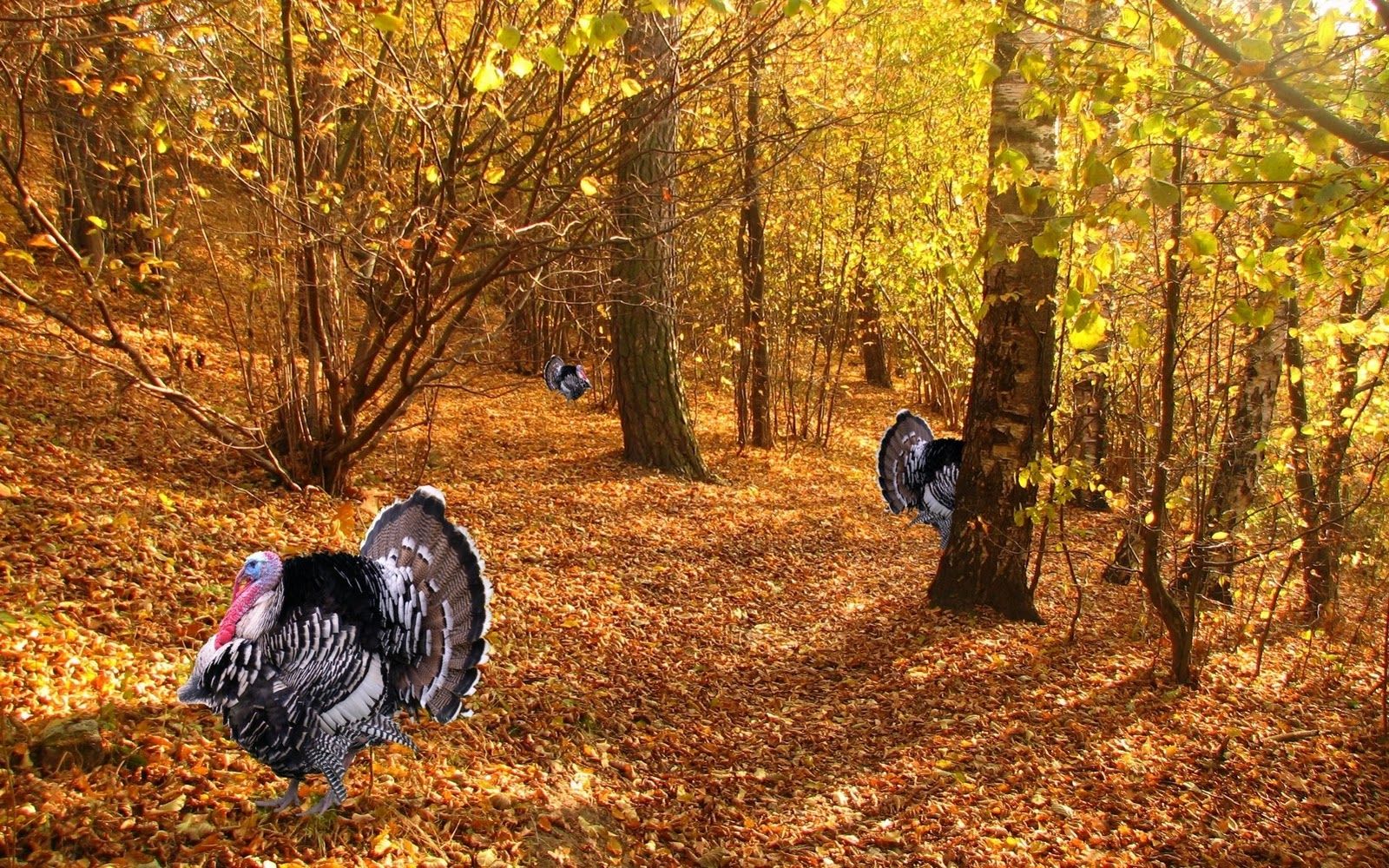 Thanksgiving Background Wallpaper For Desktop Animals