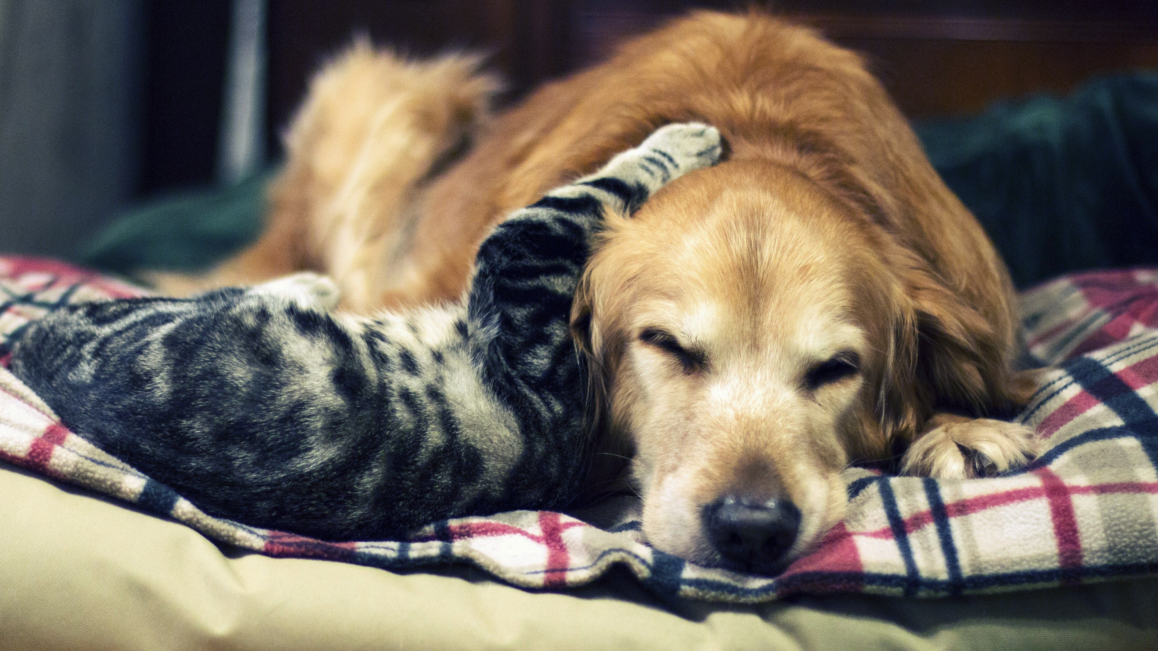 A heartwarming image of a tabby cat cuddling a golden retriever dog, both lying on a plaid blanket.  This captures the sweet bond between pets