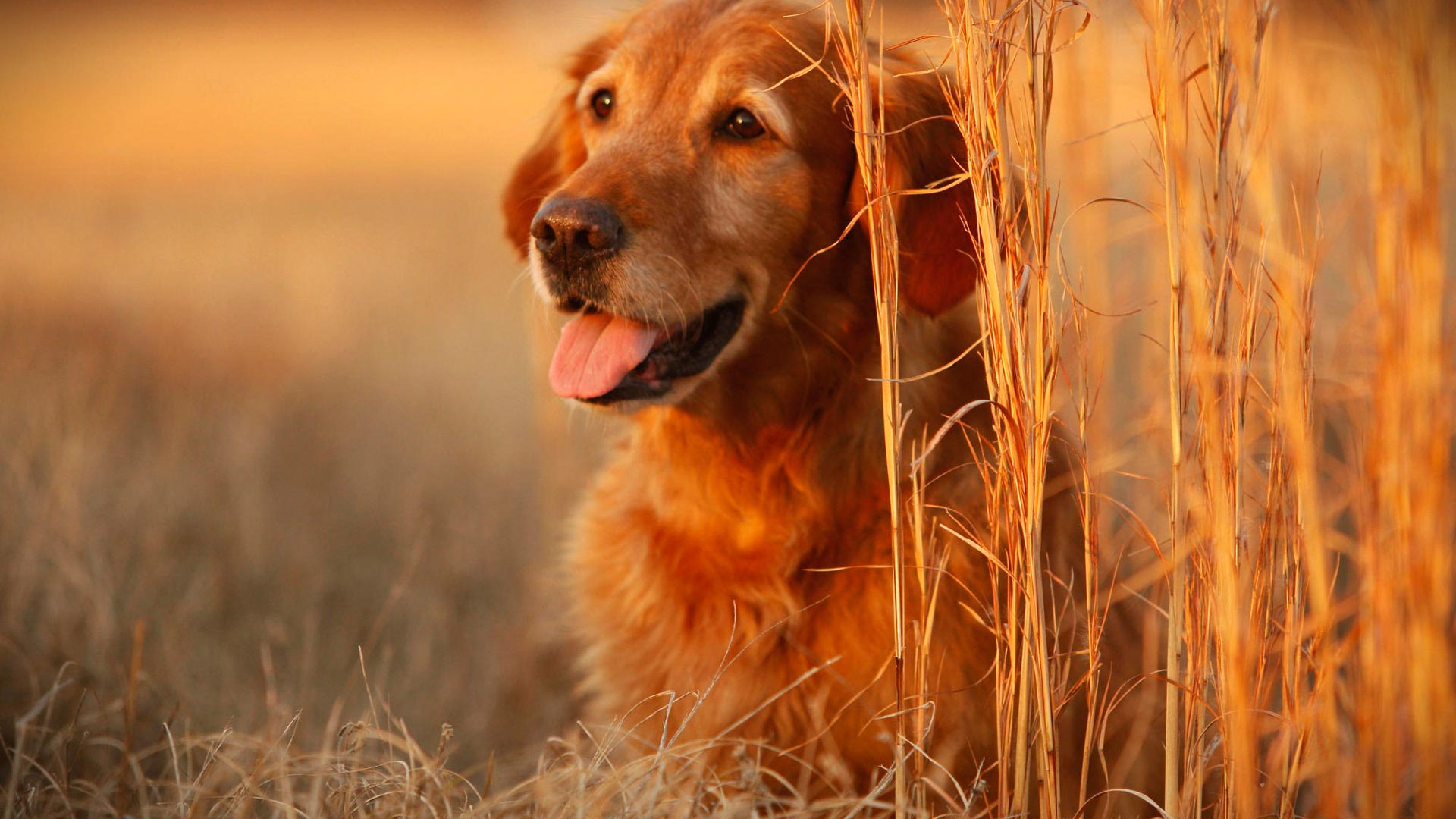 [49+] Dog Wallpaper HD | WallpaperSafari.com