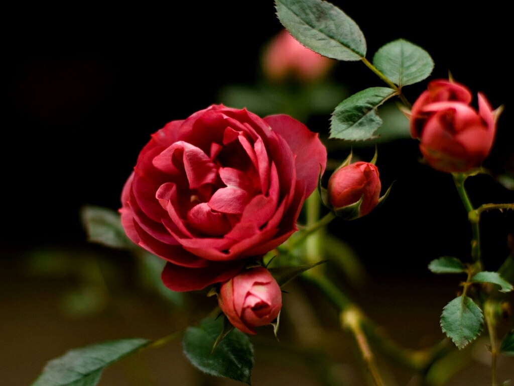 Red Rose Wallpaper Roses HD Beautiful
