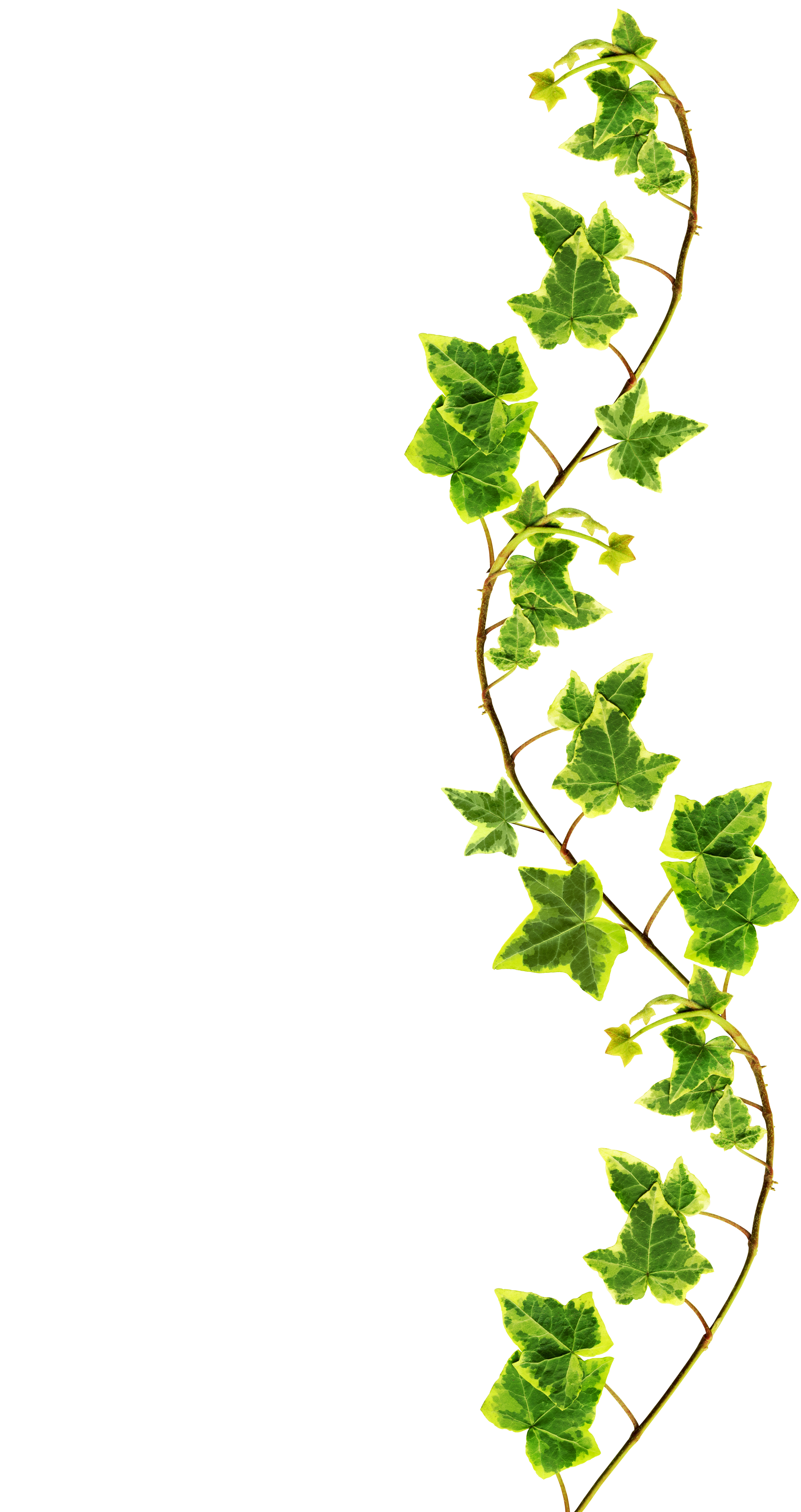 Clipping Path Border Made Of Green Ivy Isolated On White Background