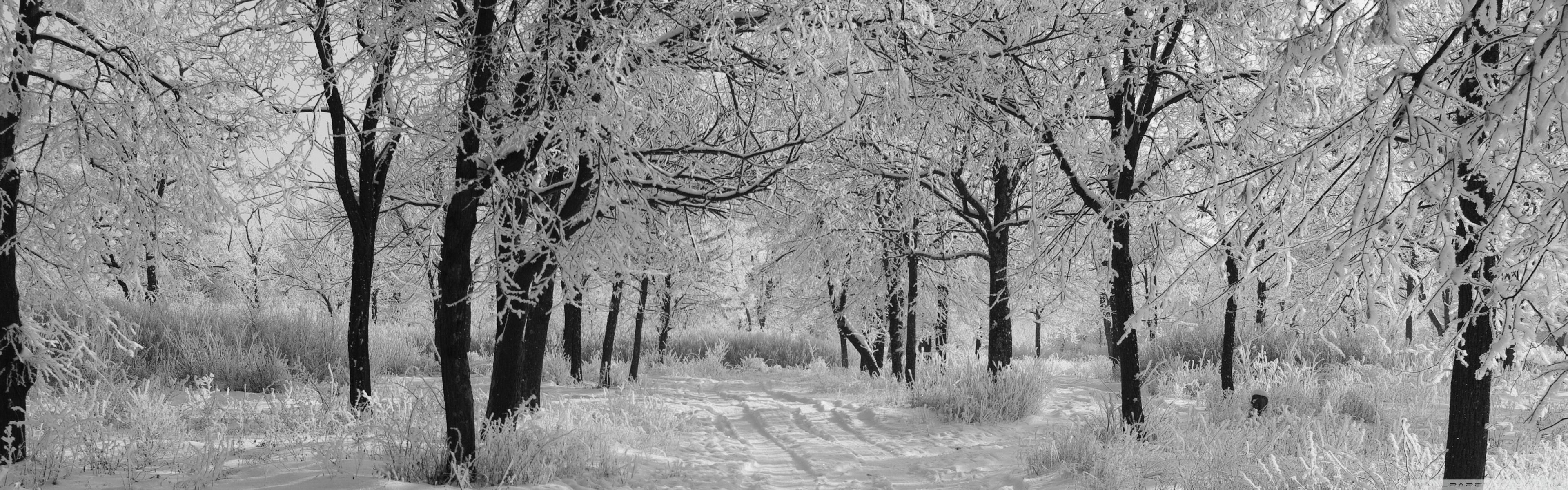 Trails In The Snow Winter Ultra HD Desktop Background Wallpaper
