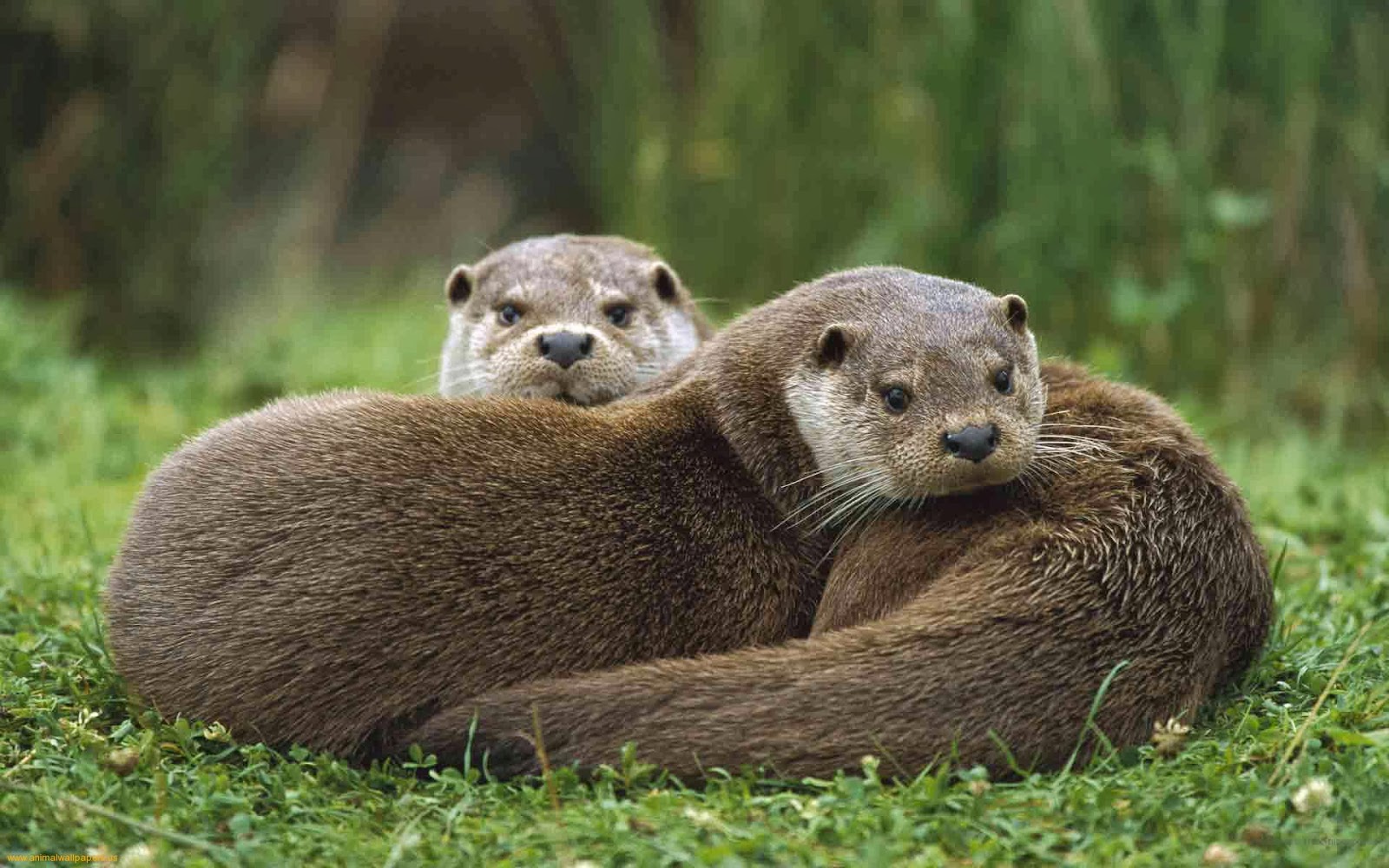 To End On A Cute Note Watch This Man Cuddle With Two Otters Here