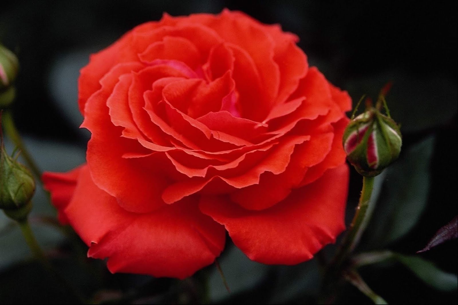 Beautiful Rose Flowers Pictures And Wallpaper Photos Gallery