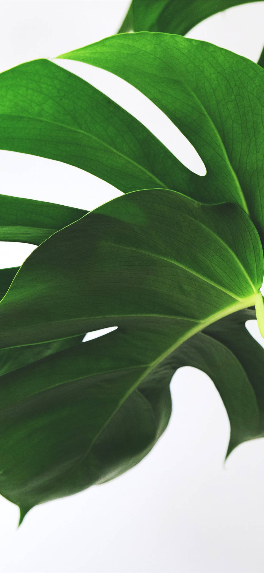 Go Green With A Plant Wallpaper