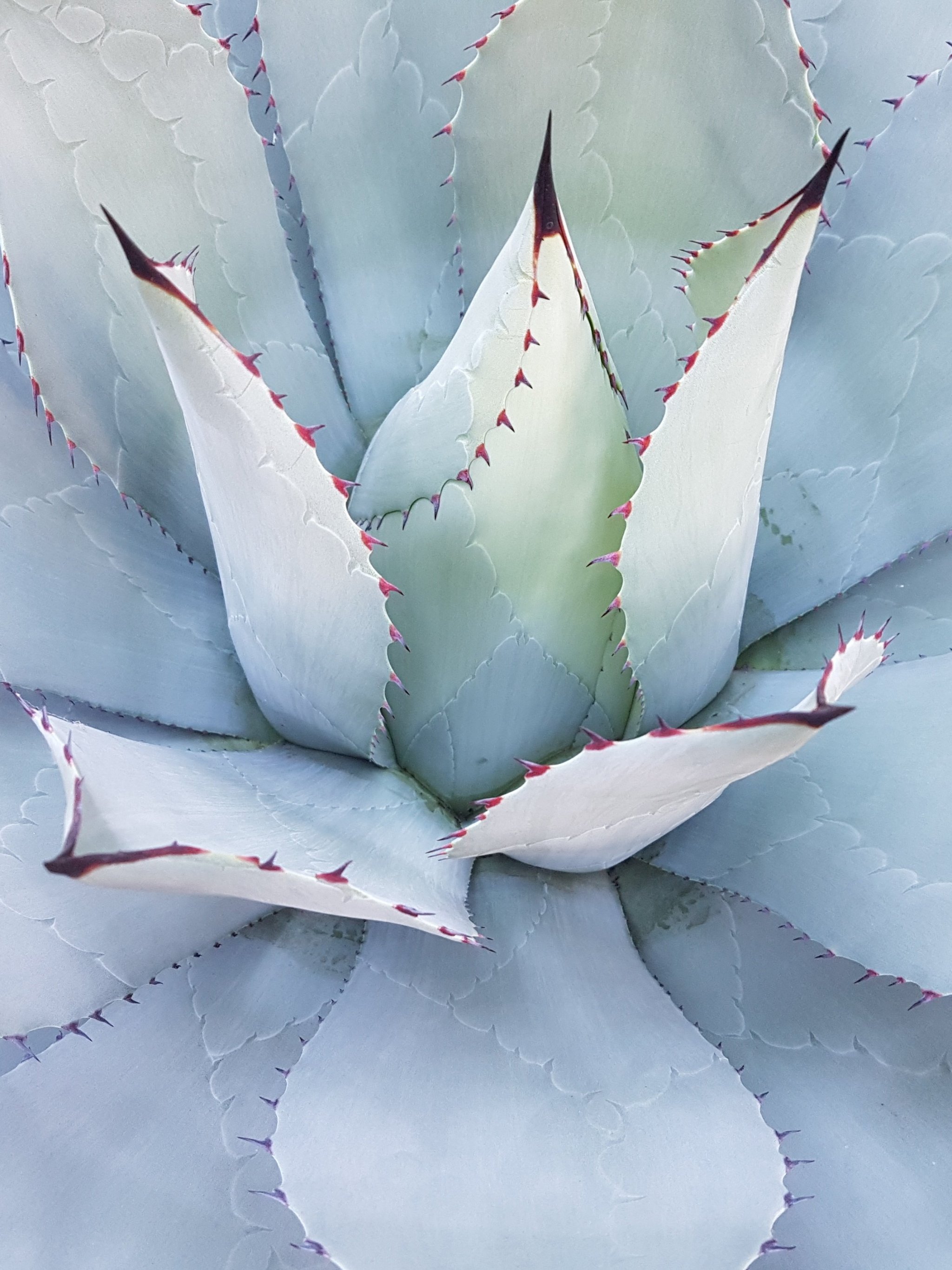 Cactus iPhone Wallpaper