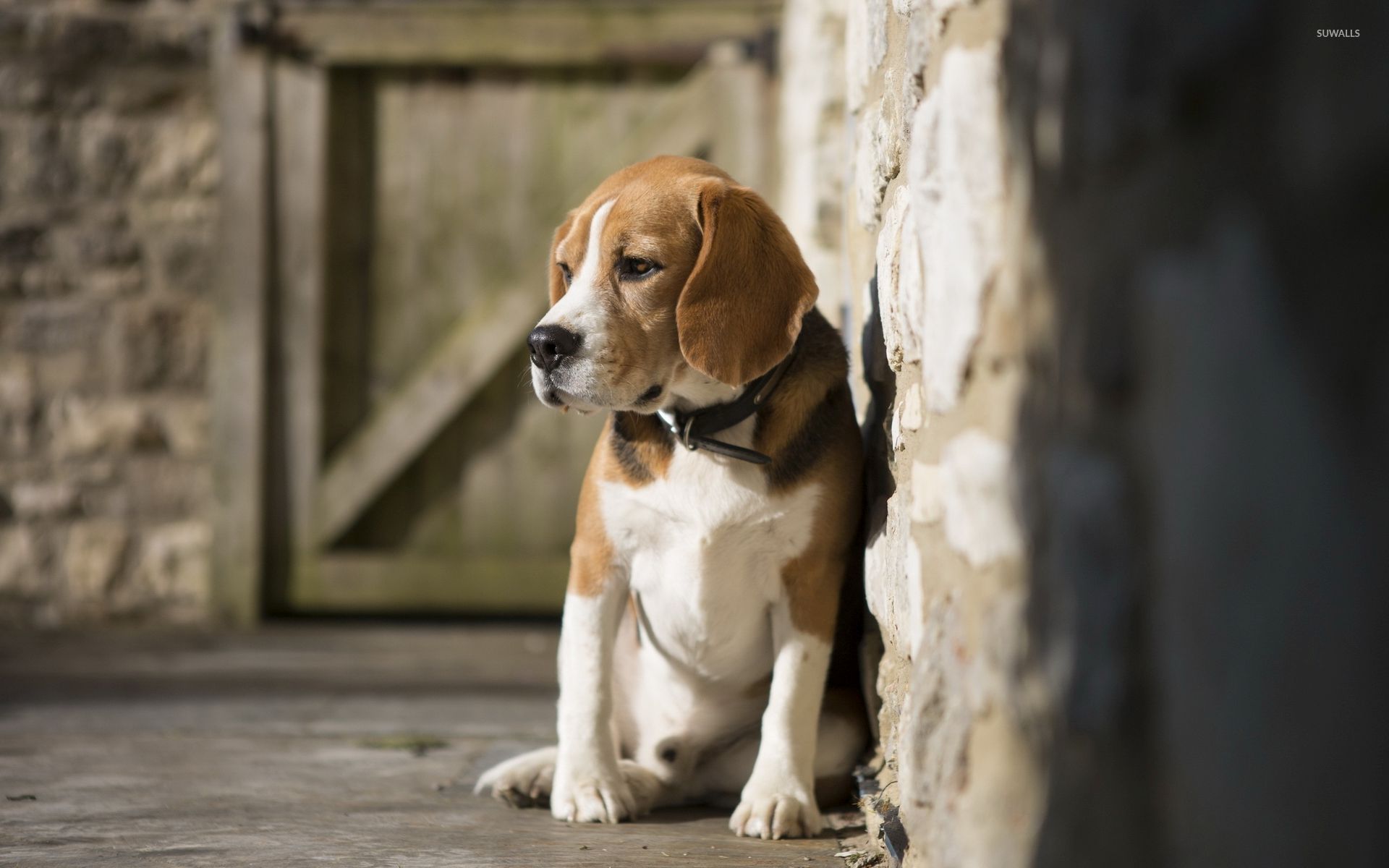 Beagle Wallpaper Animal