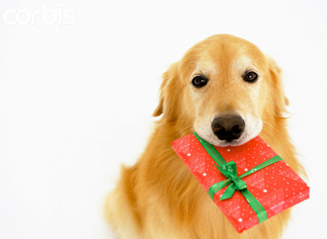 Golden Retriever Puppy Christmas Wallpaper Boxing Day