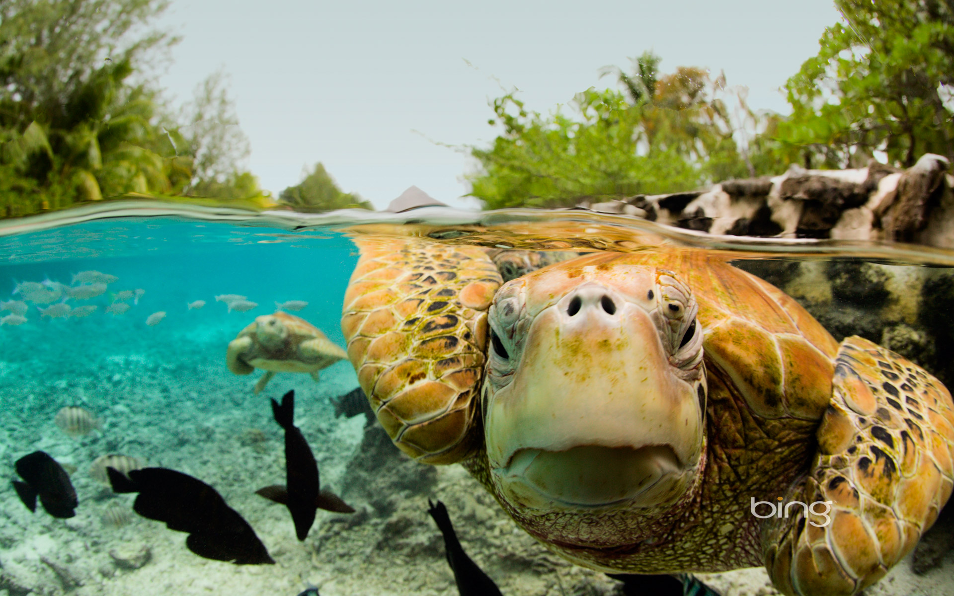 Green Sea Turtles In Bora HD Bing Wallpaper Archive