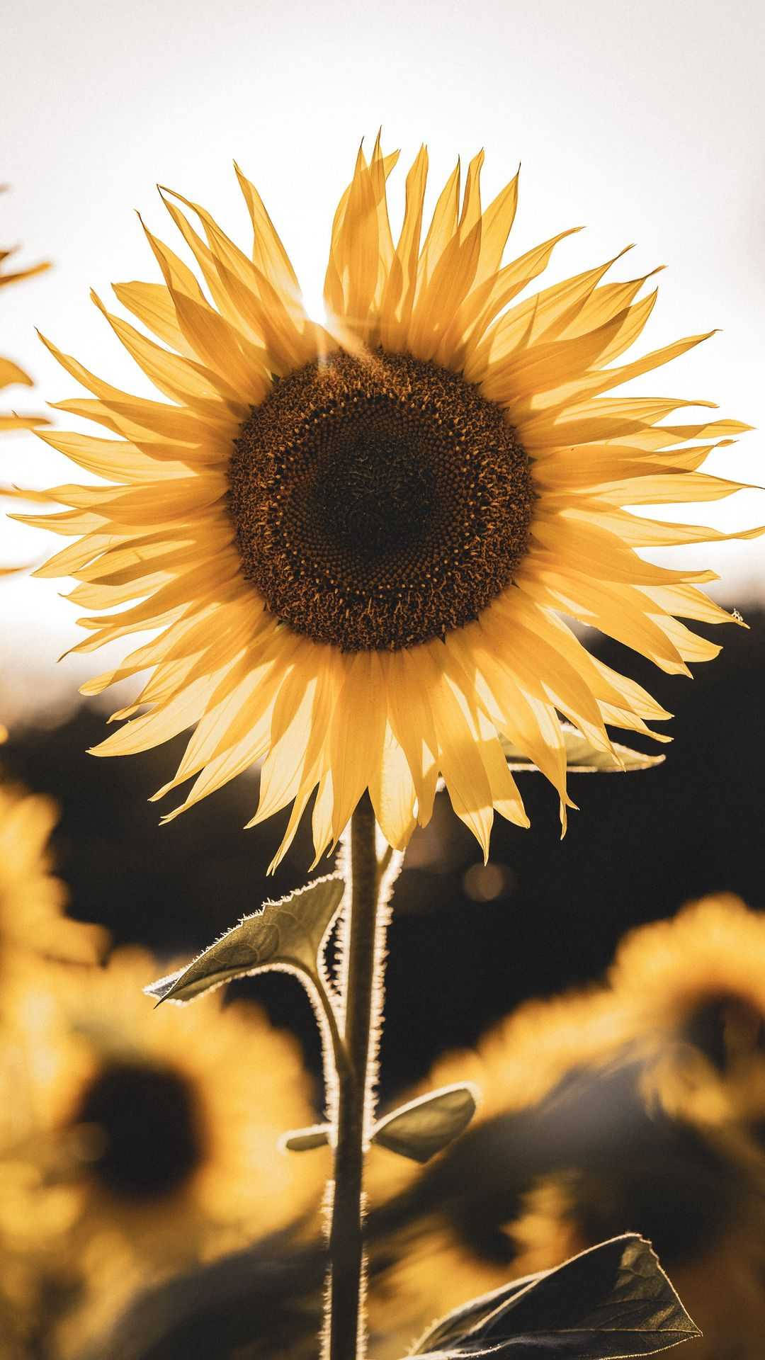 Celebrate Life With The Beautiful Harmony Of Sunflowers And Wallpaper