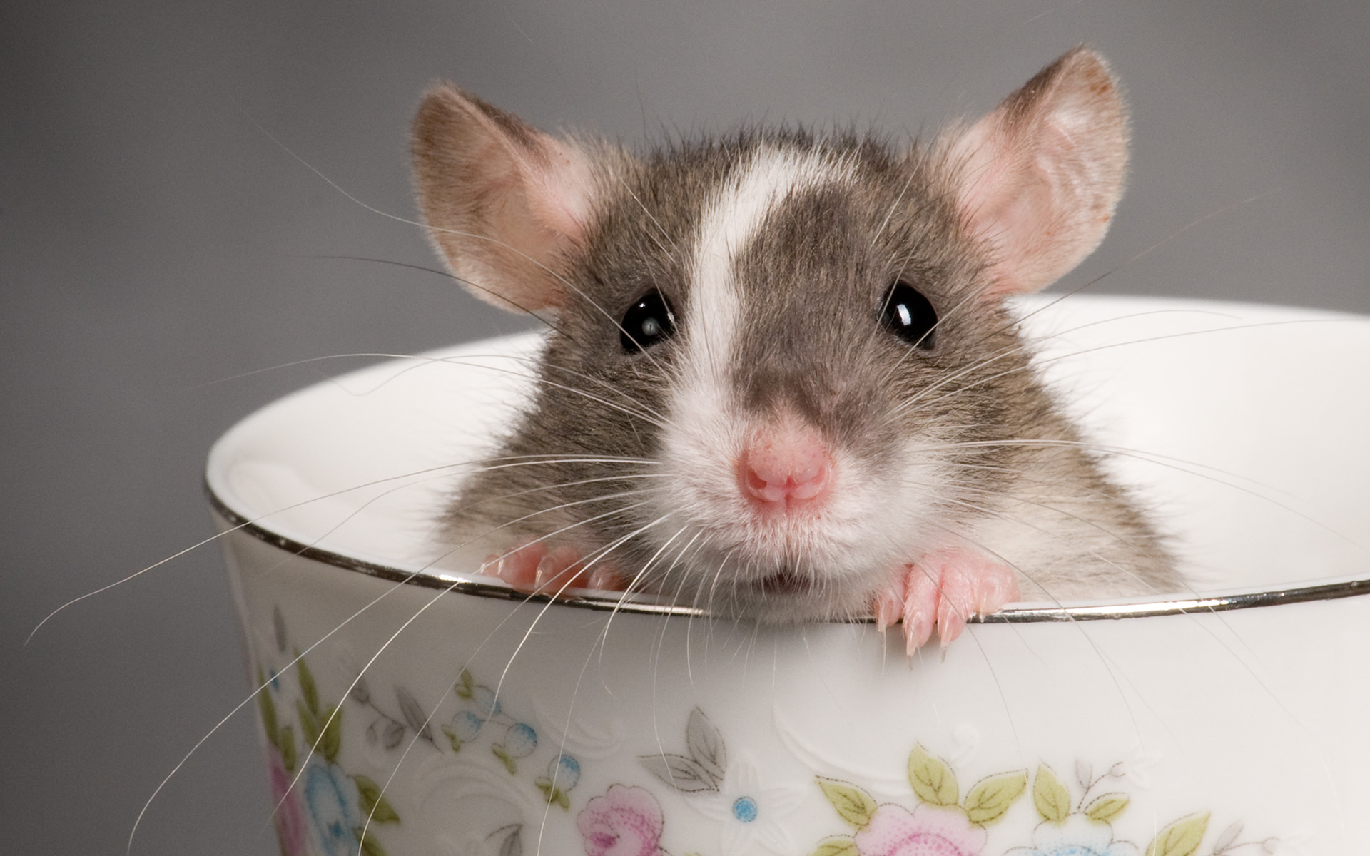 Rat Teacup Animal Cute Rodent Wallpaper Full HD