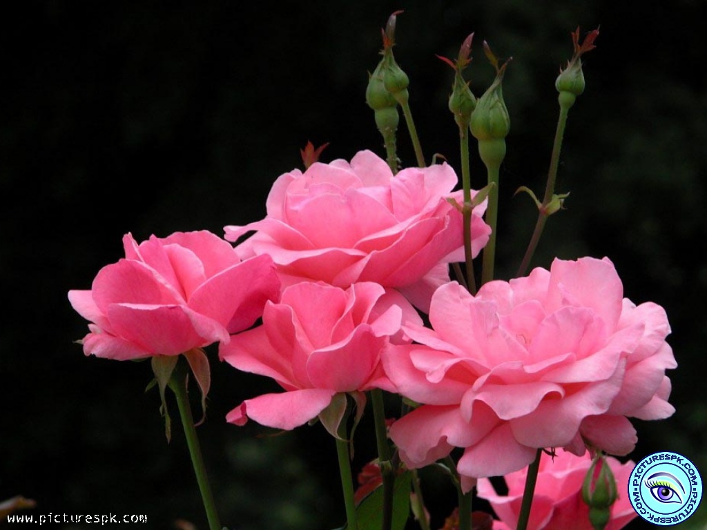 View Pink Roses With Black Background Picture Wallpaper in 1024x768