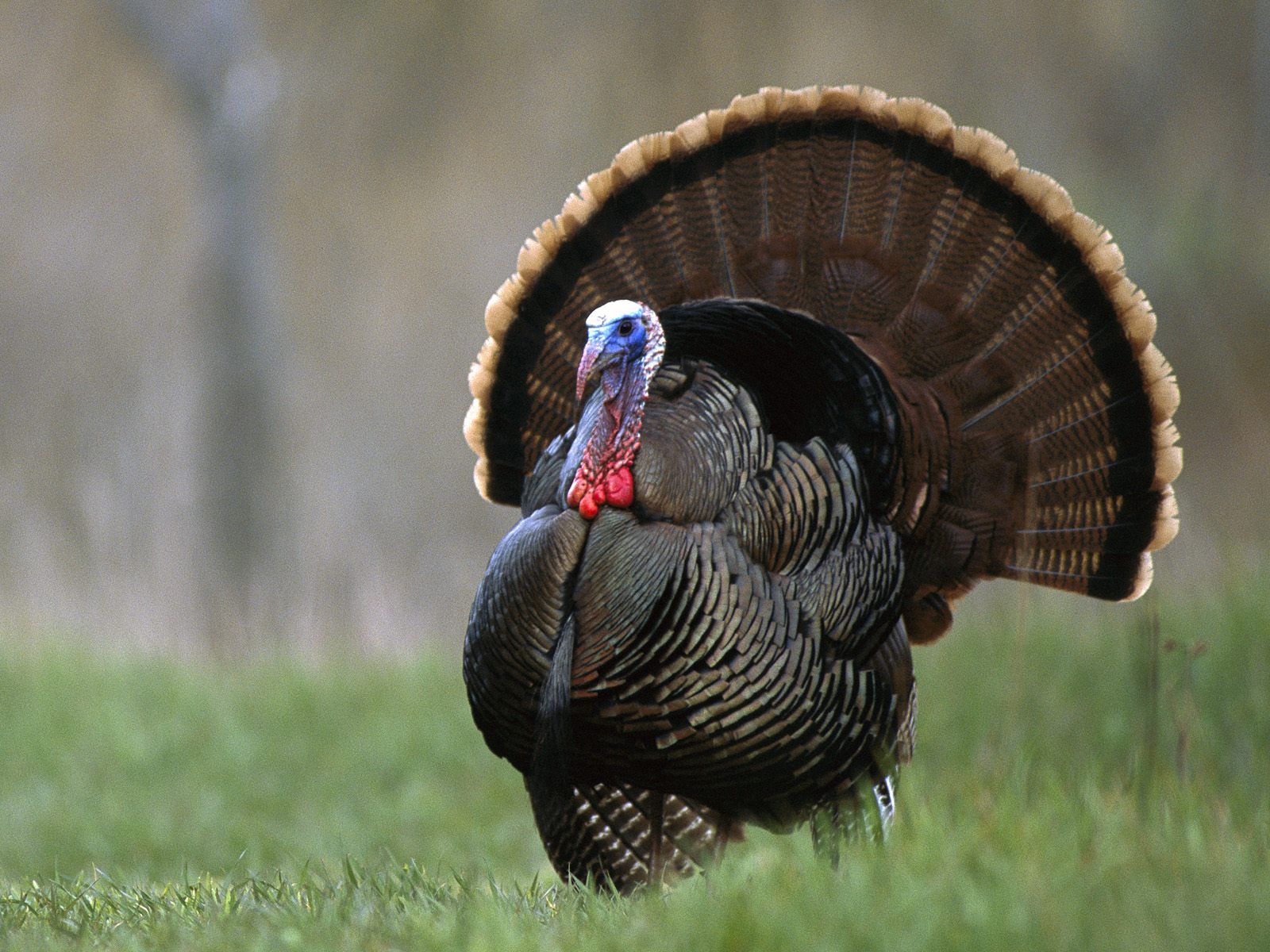Spy Animals Turkeys You Won T Eat For Thanksgiving
