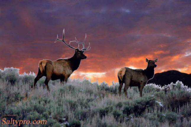 Bull Elk And Cow Sunset Scene