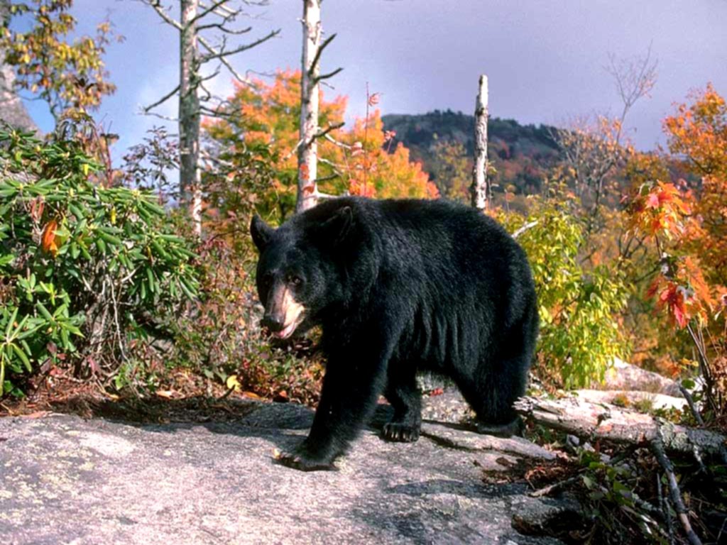 Black Bears Returning to the Black Hills 1024x768