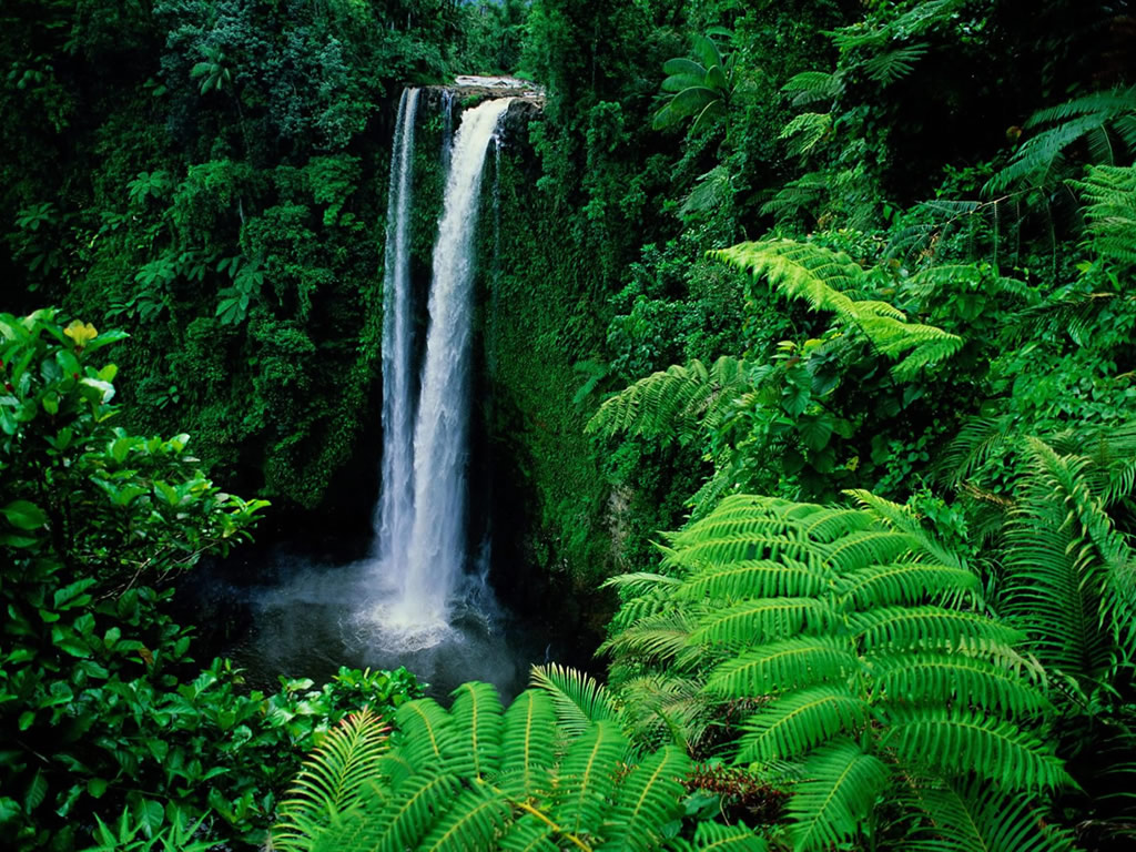 rainforest   Rainforest Wallpaper 32472978 1024x768