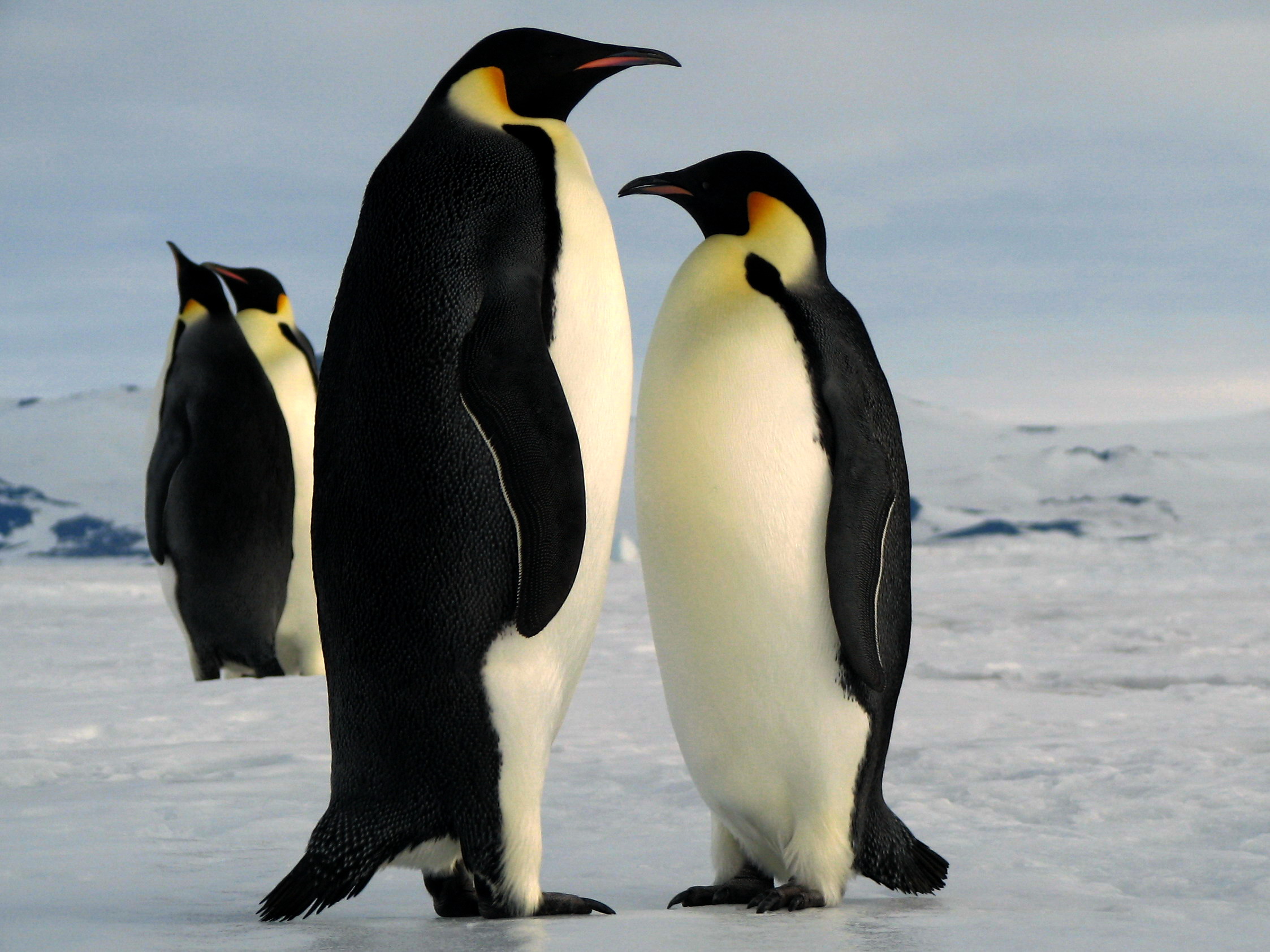 Cute Baby Penguins In Lov HD Wallpaper Background Image