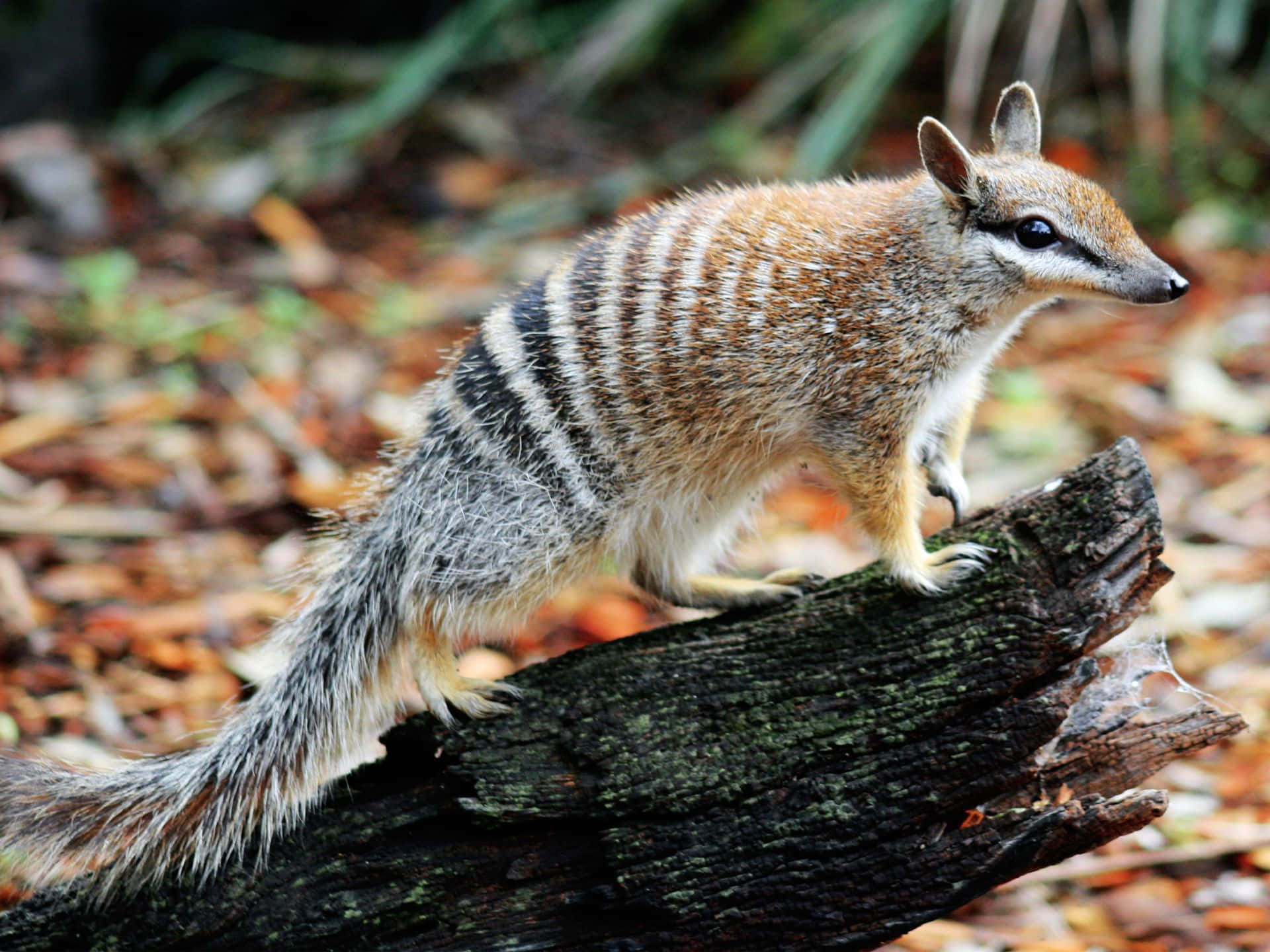 A numbat with distinctive stripes perched on a log, showcasing its unique features and natural habitat