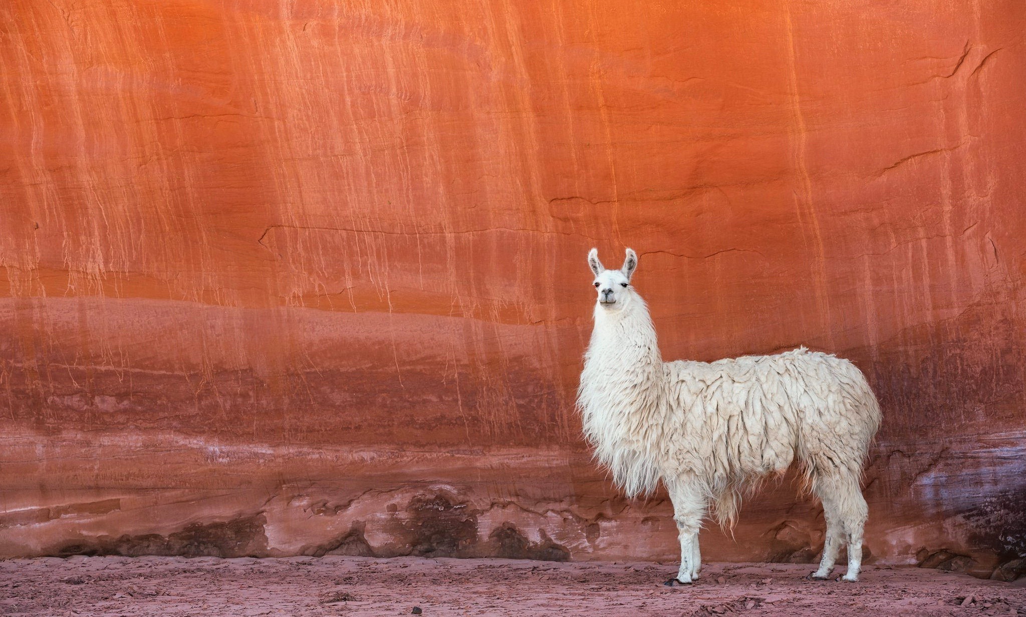 Lama Animals Wallpaper