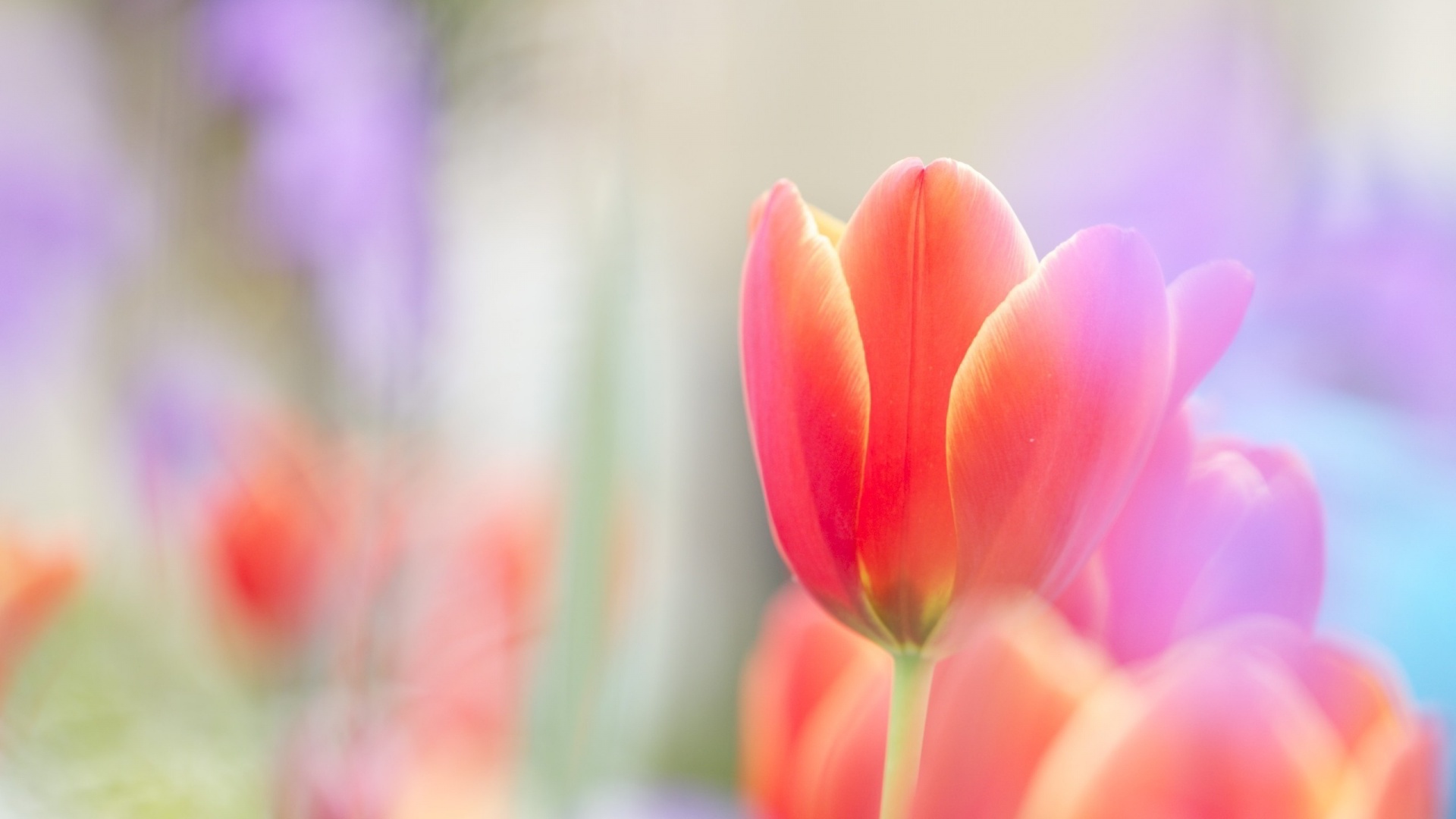 Tulips Background Wallpaper 70 images