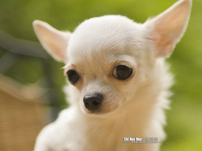 Chihuahua Puppies Wallpaper Kitty Puppy