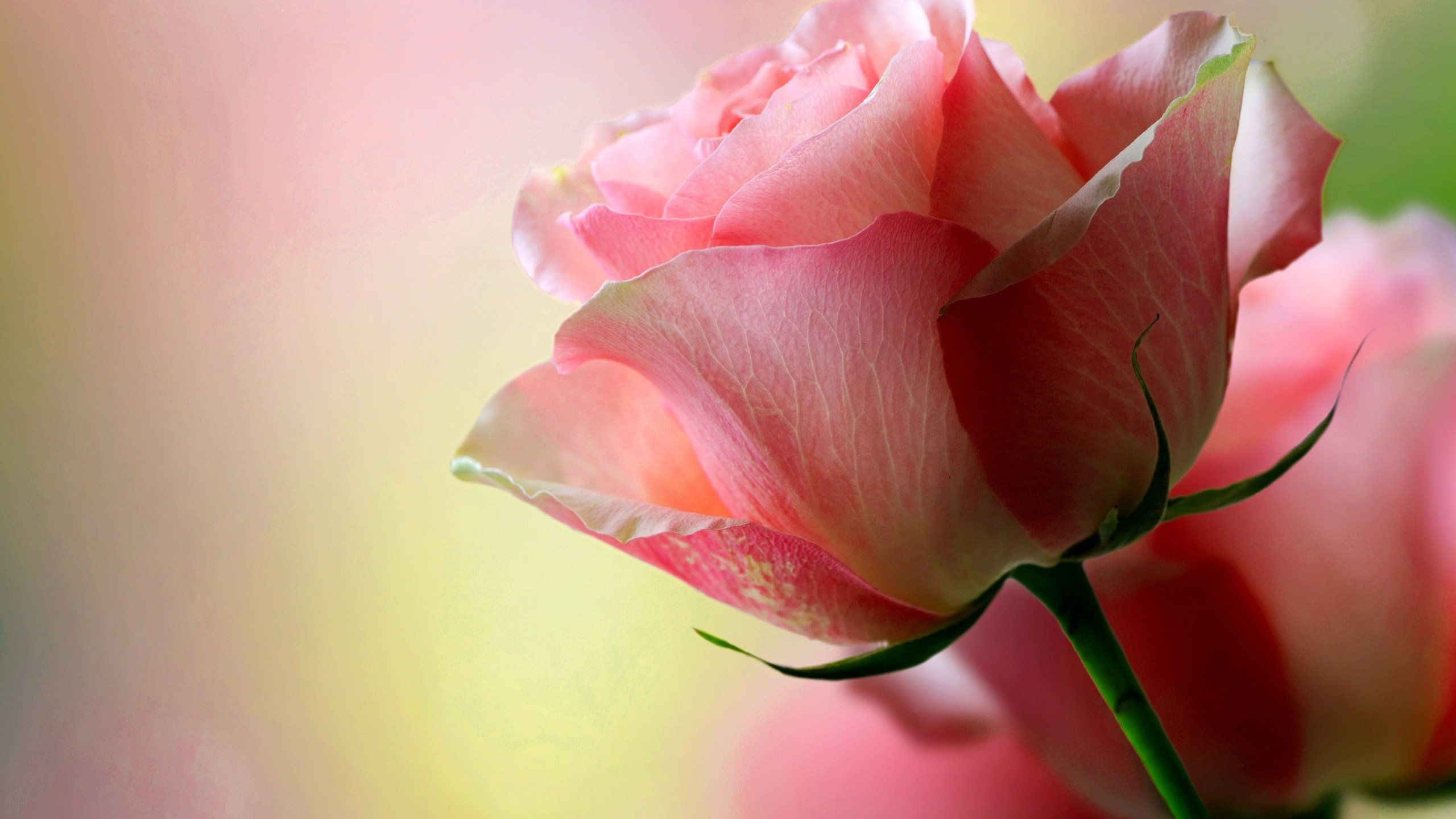 Rose Pink Roses HD Wallpaper