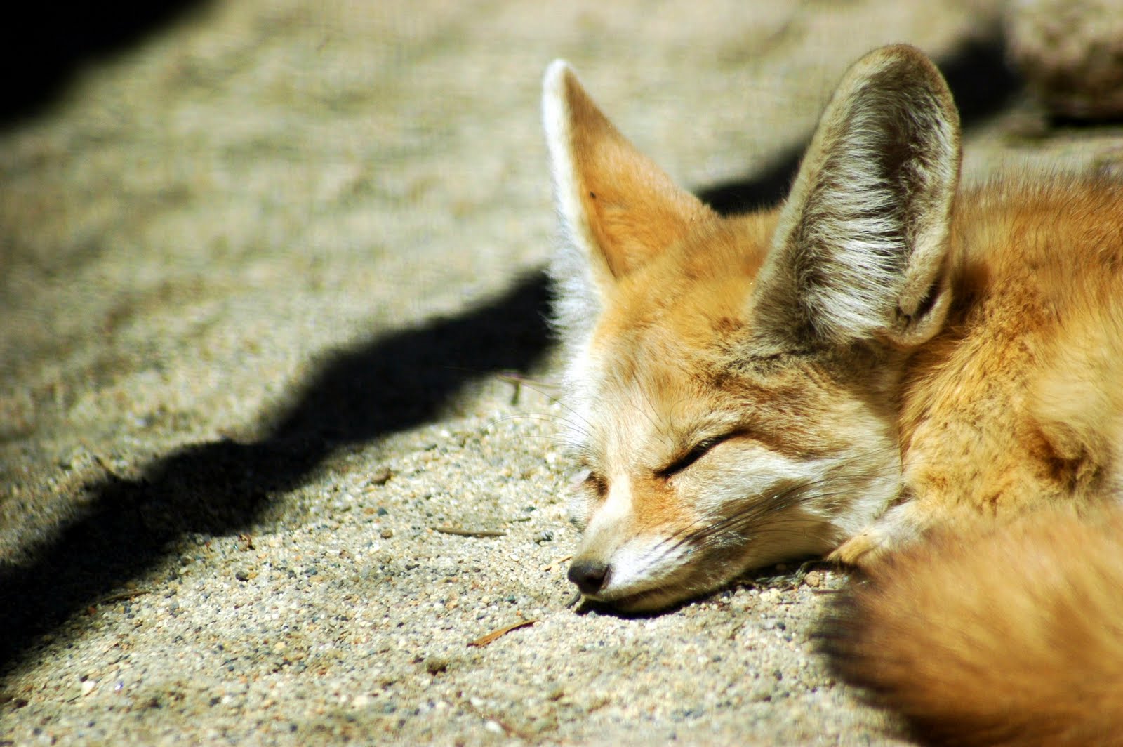 Fennec Fox Pictures  Download Free Images on Unsplash