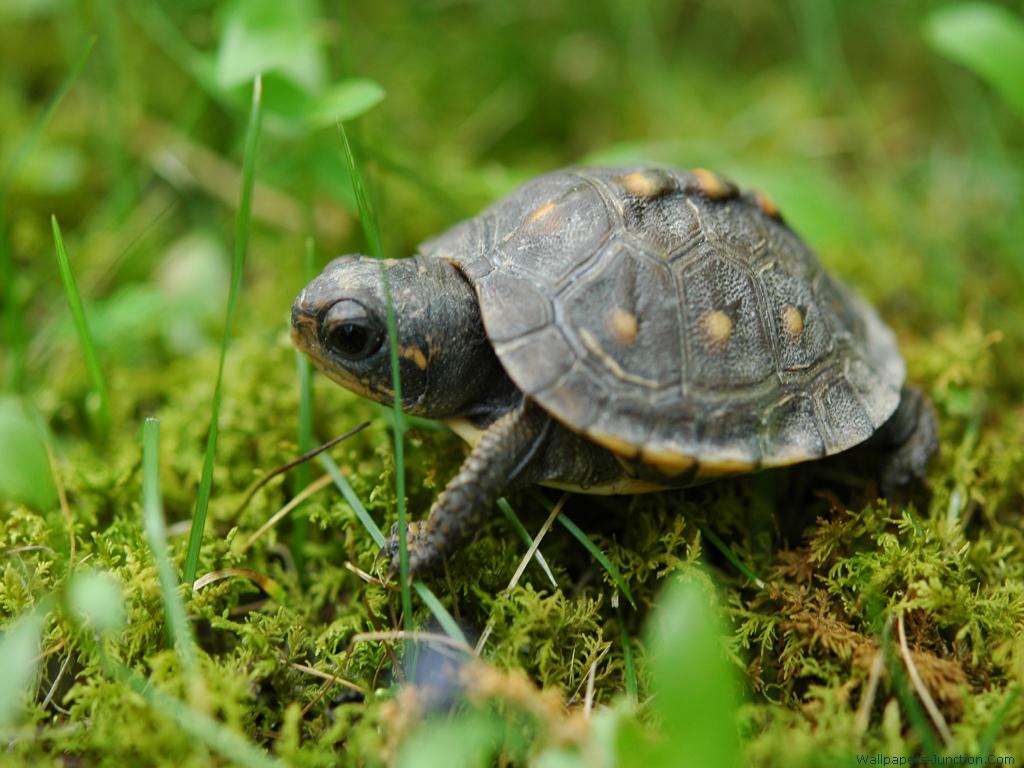 Cute Baby Turtles Wallpaper