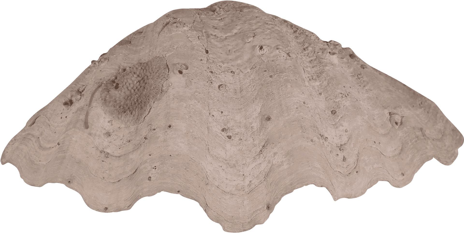 Clam Shell Texture Wallpaper