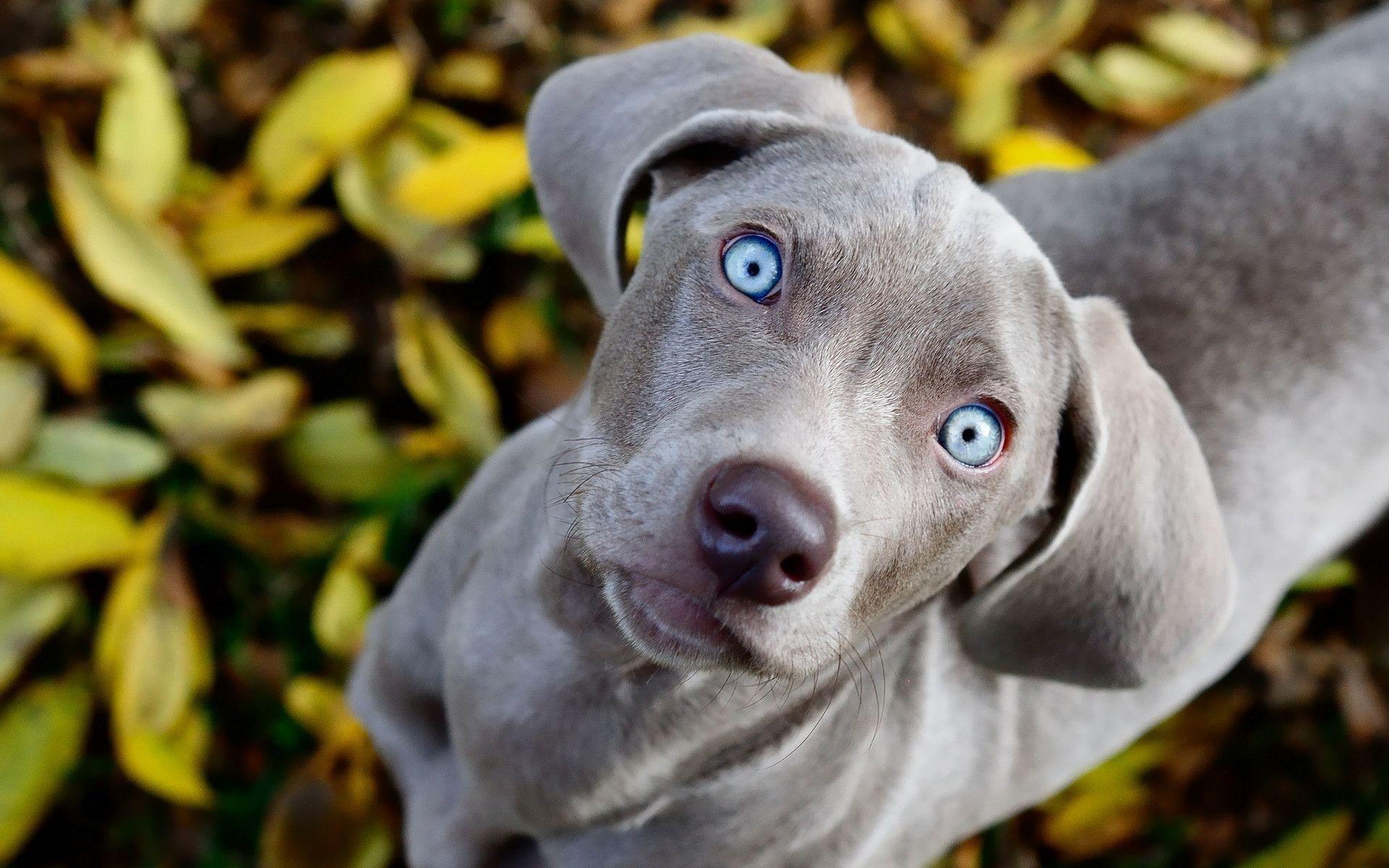 Weimaraner Wallpaper