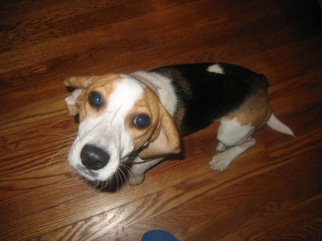 Funny Beagle Pictures Image Photos Photobucket