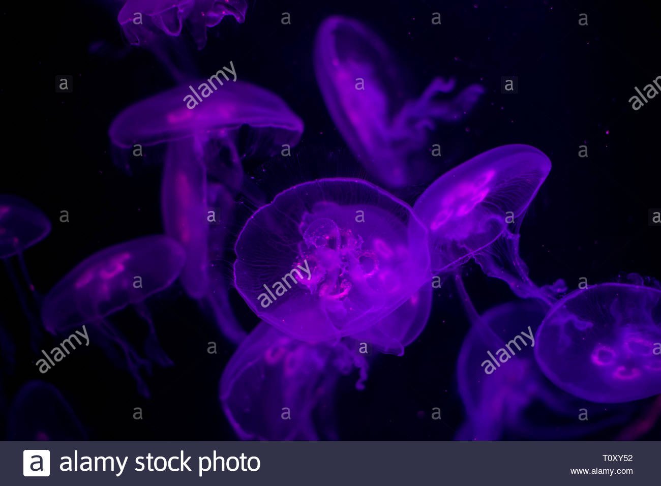 Medusa on a black background Medusa backlit with purple light 1300x956