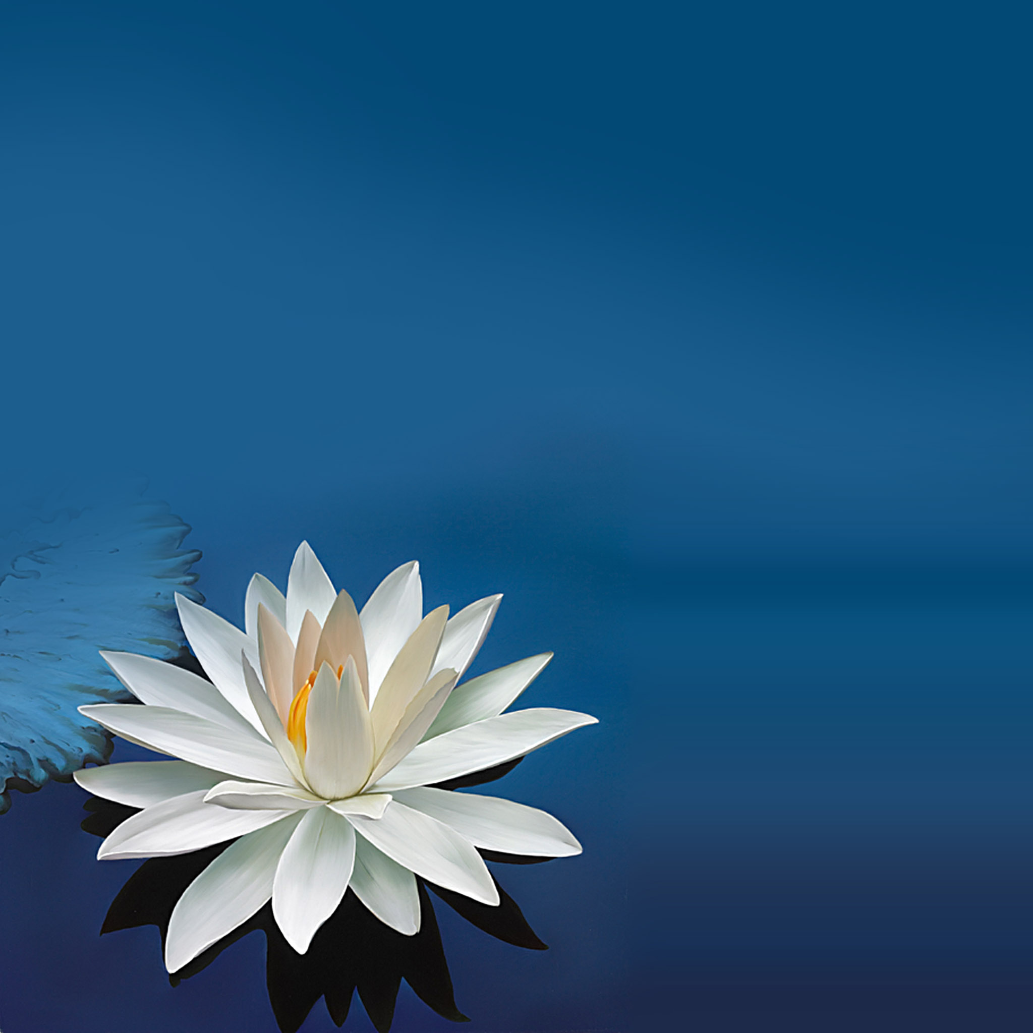 Ios7 Lotus Flower Parallax HD iPhone iPad Wallpaper
