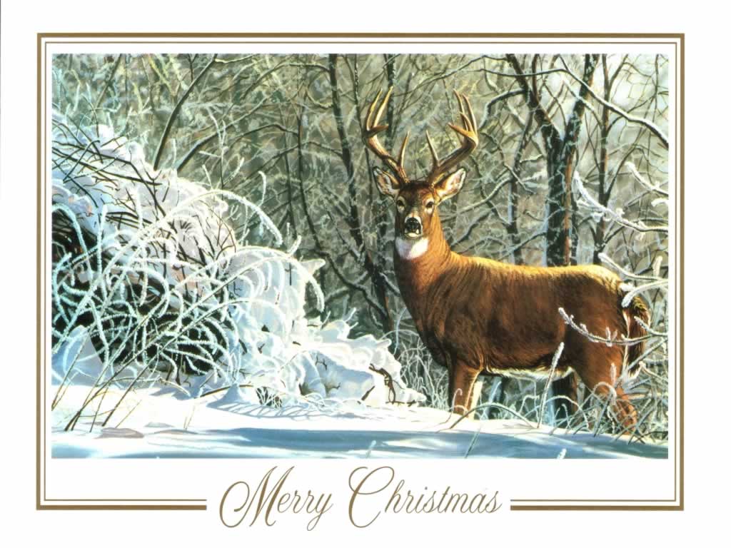 Snow Deer Christmas Cards Wallpaper Image