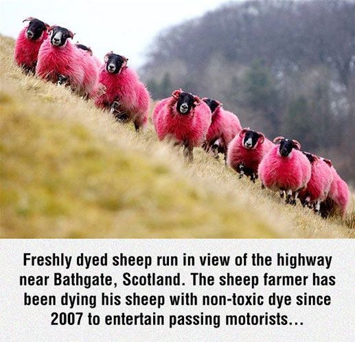 Pink Sheep Pictures Photos And Image For