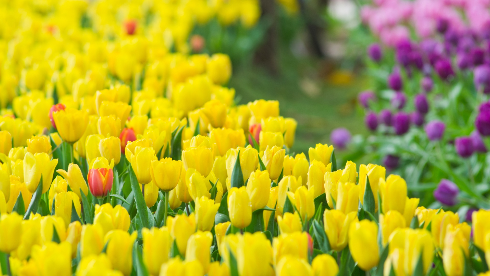 Yellow Tulip Flowers Wallpaper