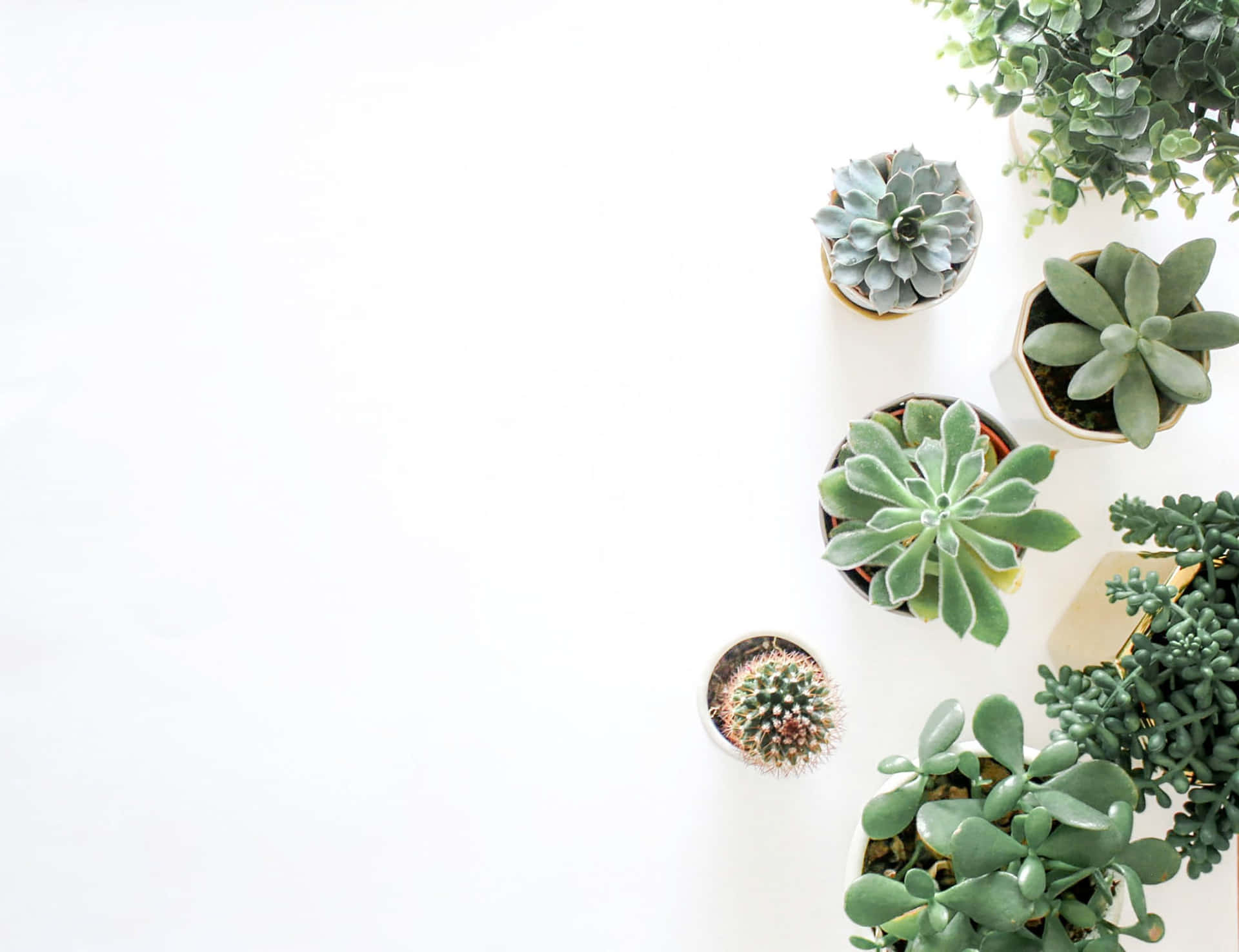 Minimalist Plant Desktop Wallpaper