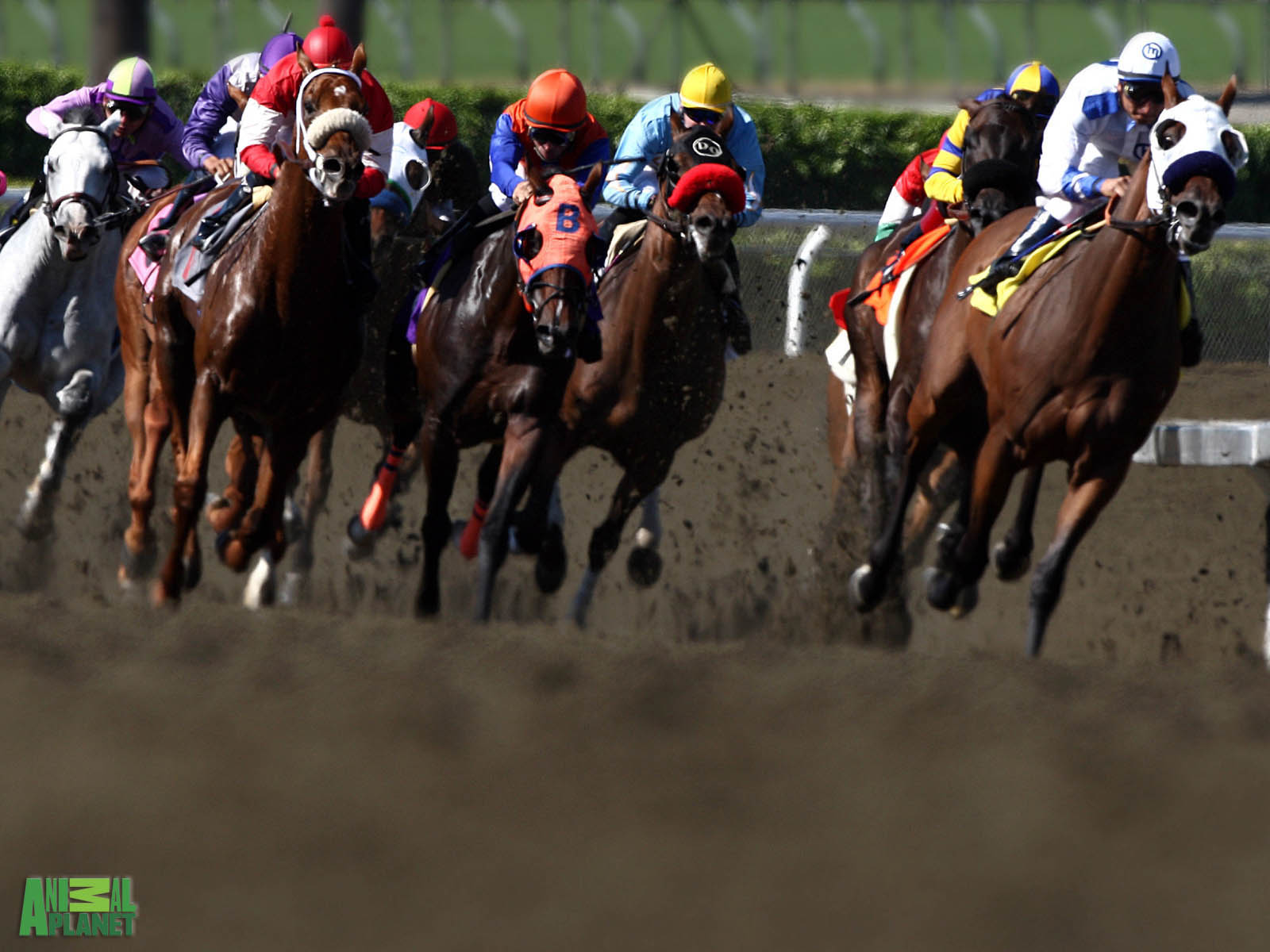 Race Time Horses Desktop Wallpaper