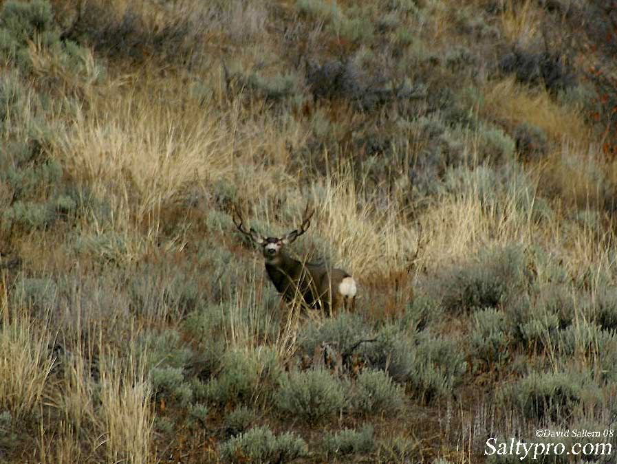 Trophy Mule Deer Monster Wallpaper Utah