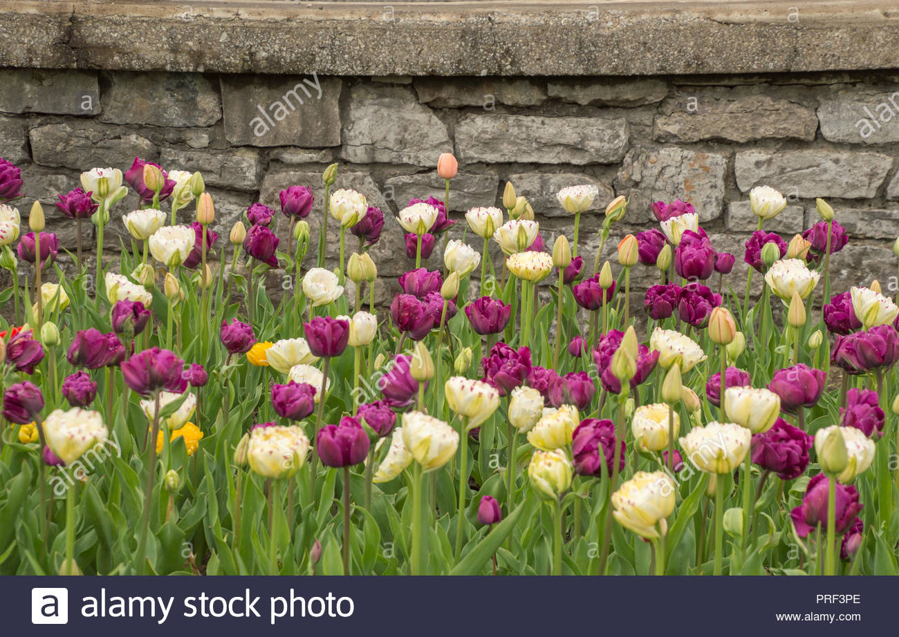 Bright lush tulip flowers natural springtime background wallpaper