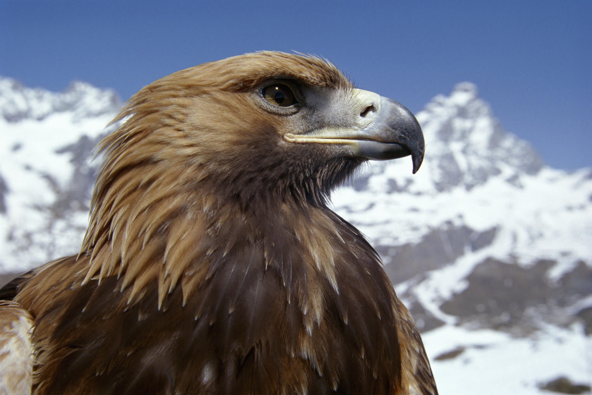 Animal Planet Wallpaper