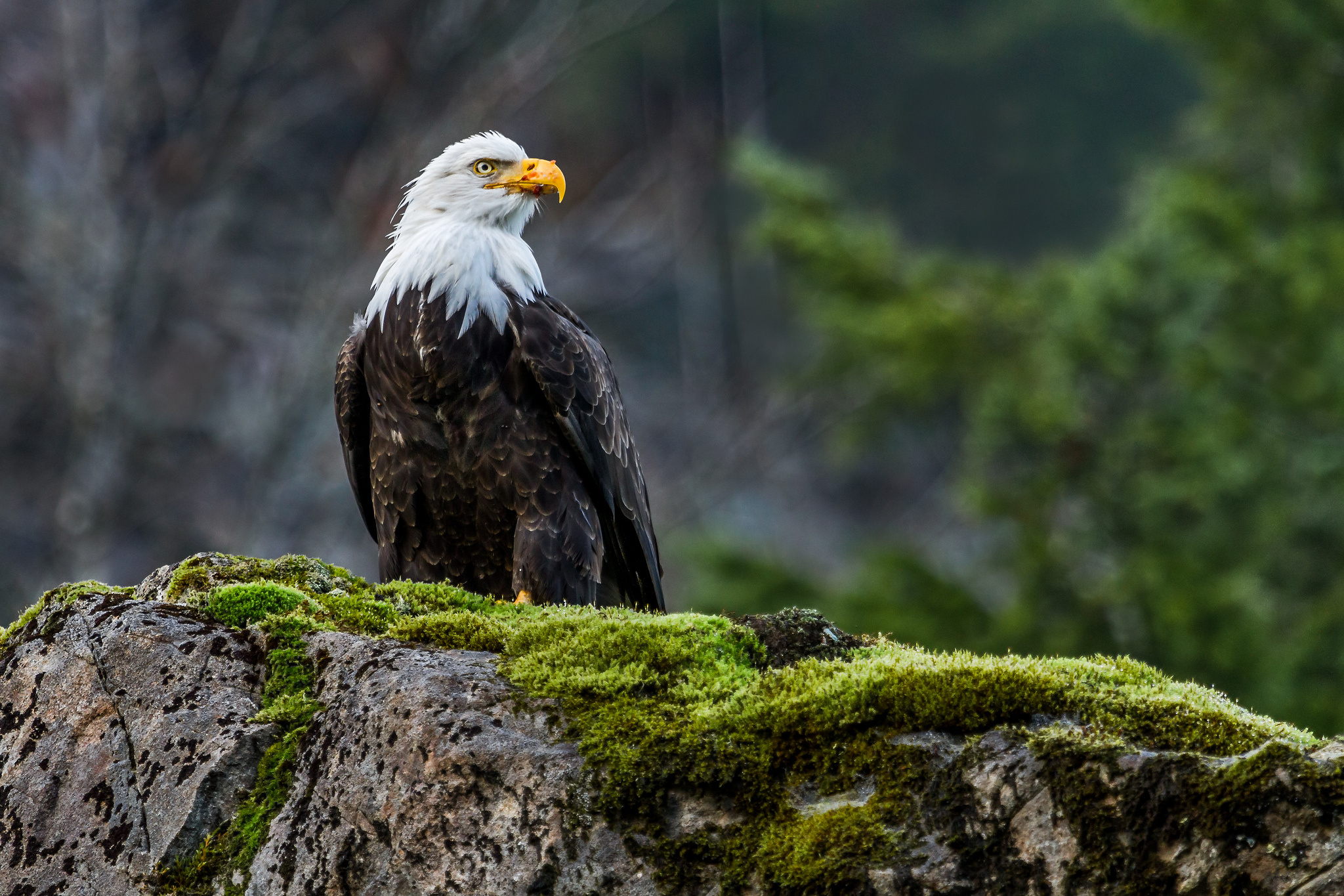 Majestic Bald Eagle Wallpaper