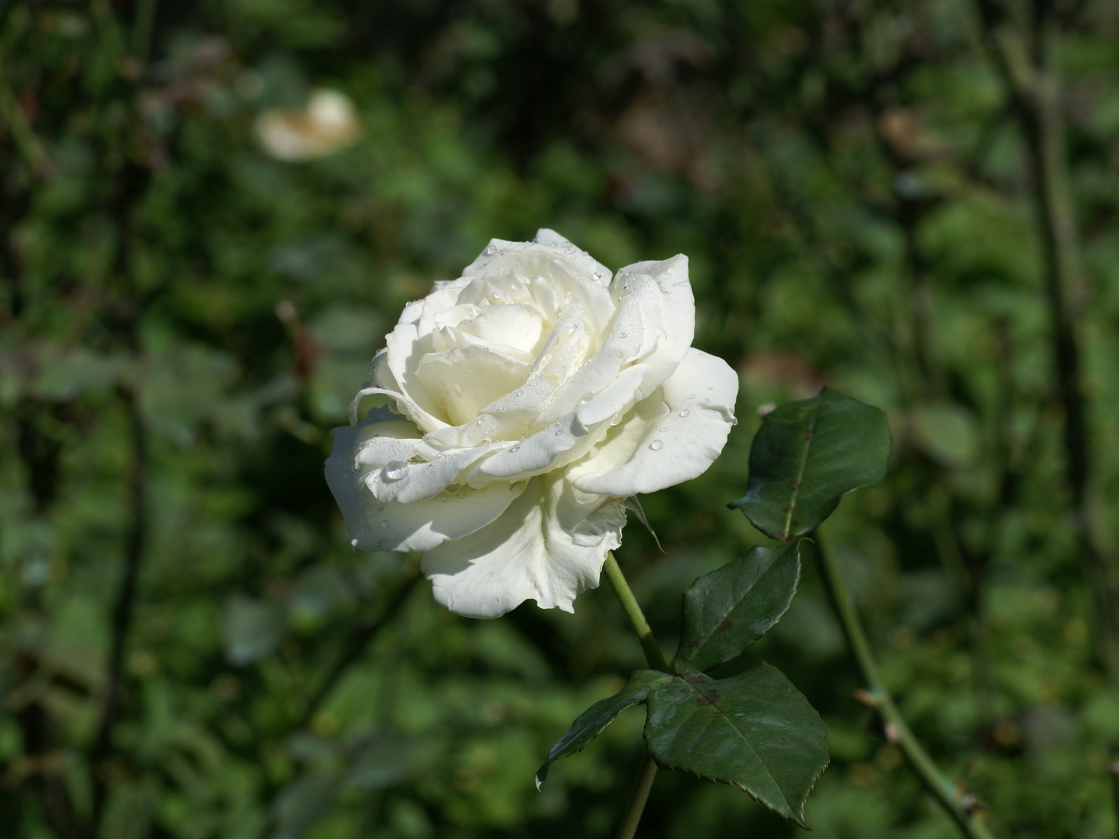 White Roses Background Image