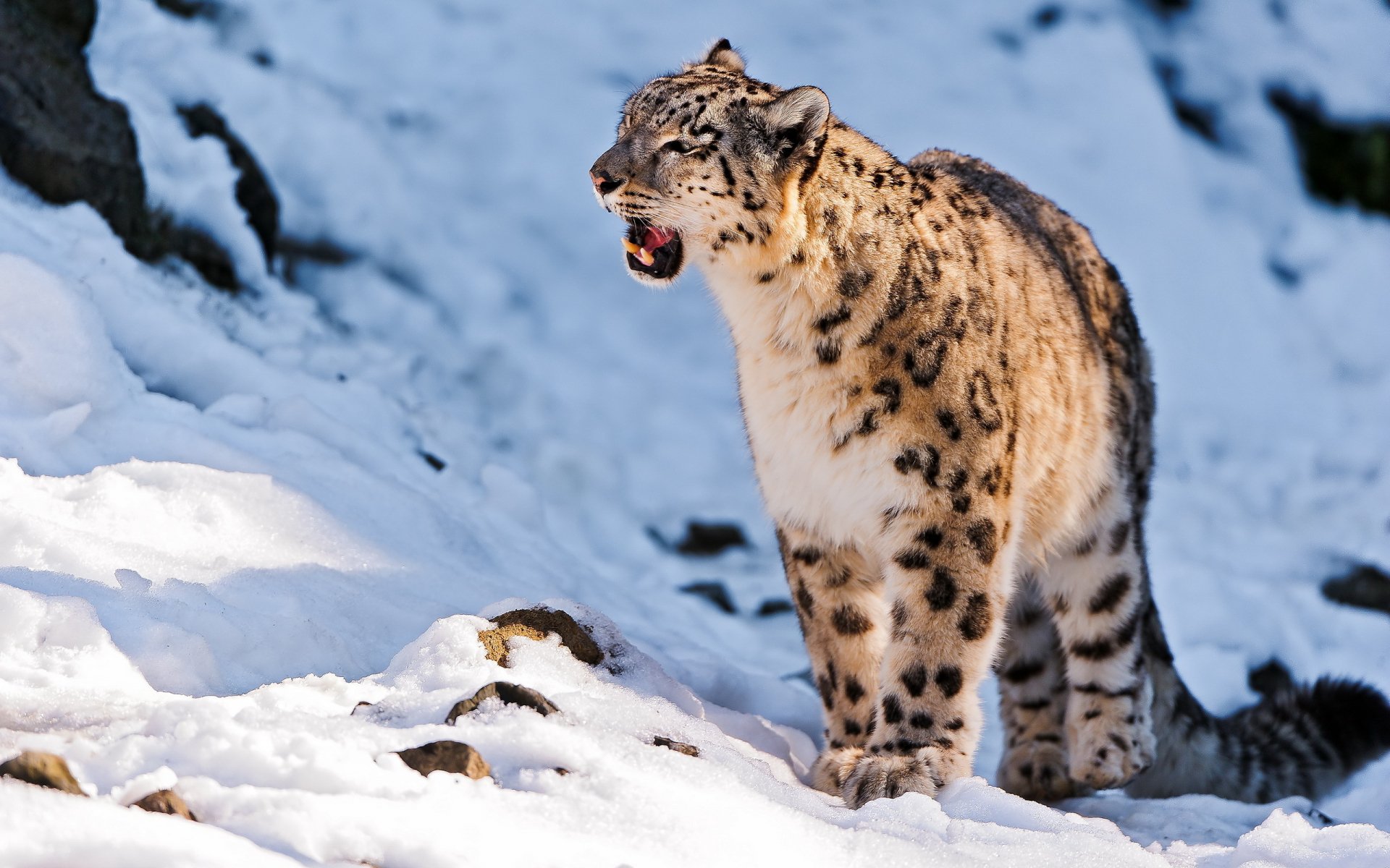 A majestic snow leopard stands alert in a snowy mountain habitat, its thick fur providing camouflage against the white backdrop