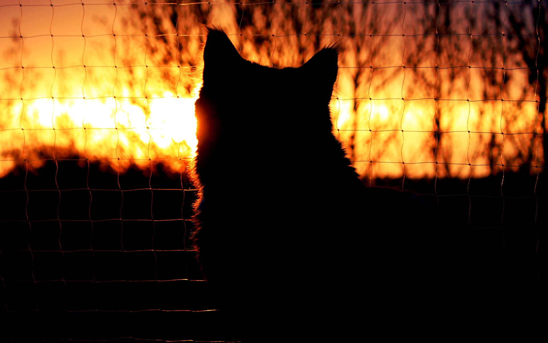 Cat Silhouette Sunset fence mood wallpaper 1920x1200 80447