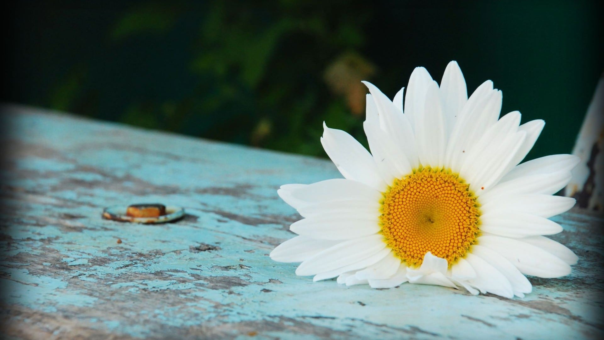 Daisy Background Wallpaper