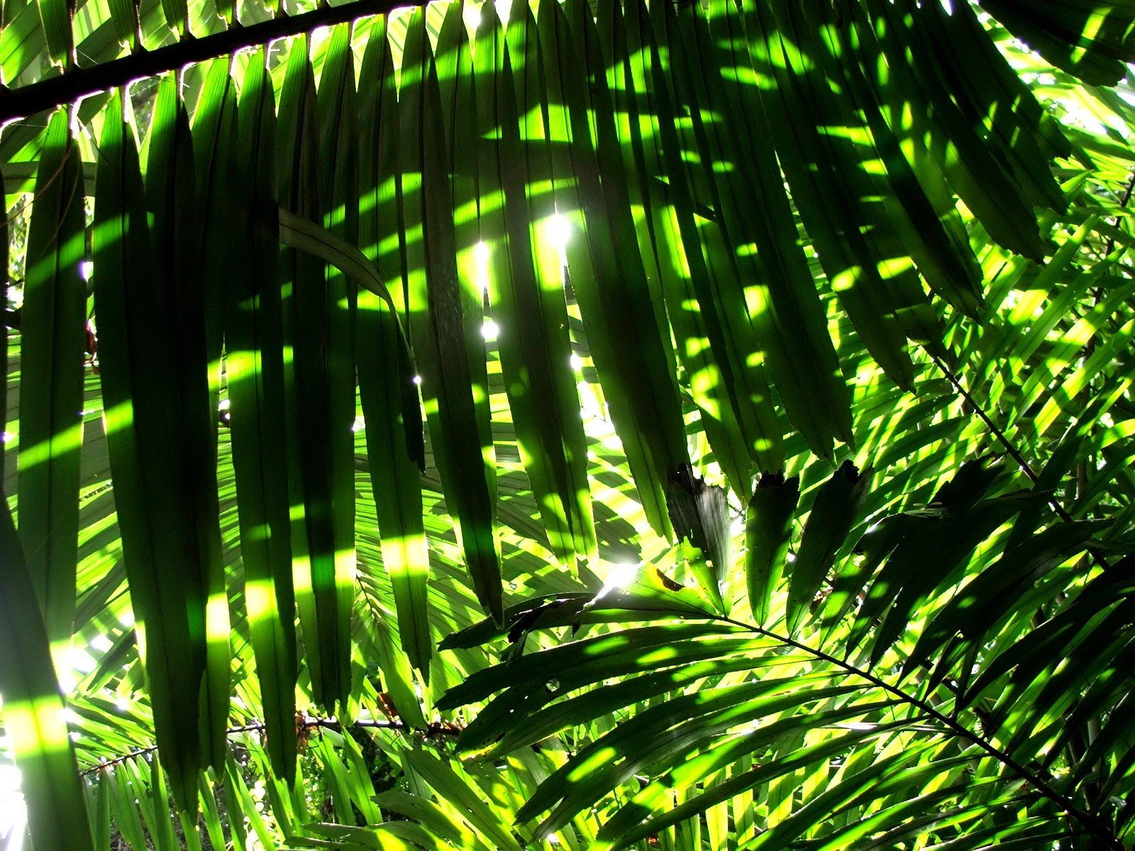 Nature leaves sunlight palm leaves wallpaper 1600x1200 284972 1600x1200