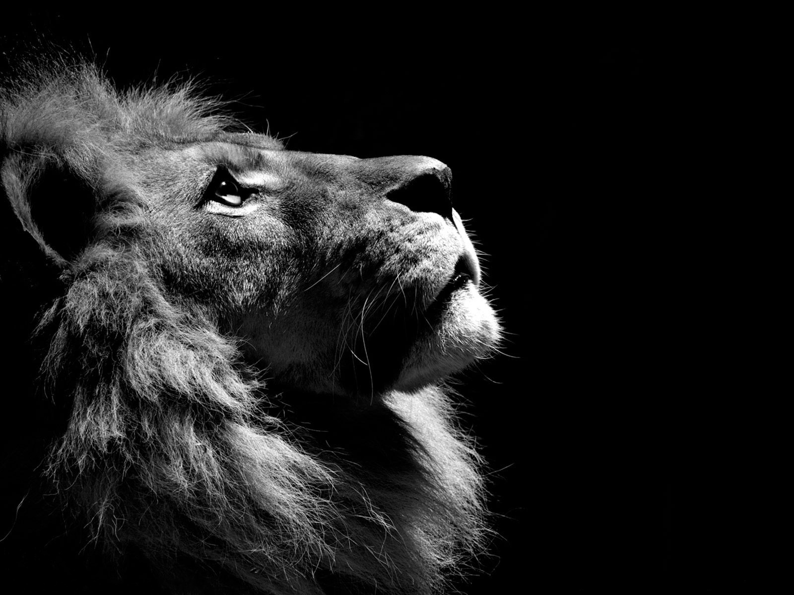 Desktop Picture Of A Roaring Lion Wallpaper 3d HD Colour