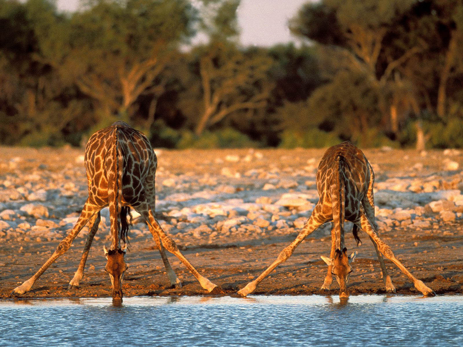 Grappige Desktop Wallpaper Met Giraffen Die Water Drinken